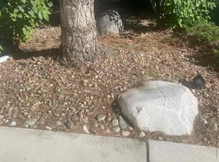 Cleanups by Marcus Krigbaum for Jalea D. in Denver, CO