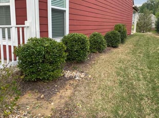 Bush Trimming by Enrique Juarez for Shayna M. in Canton, GA