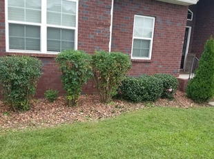 Bush Trimming by Gabriel Greene for Cari M. in La Vergne, TN