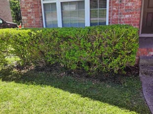Bush Trimming by Stacy Mullins for Joe L. in Mt. Juliet, TN
