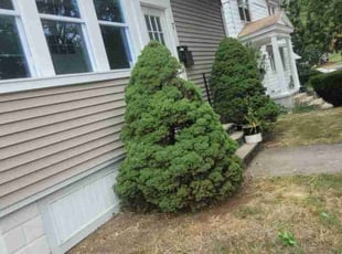 Cody F.'s Bush Trimming service result