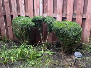 Joe B.'s Bush Trimming service result