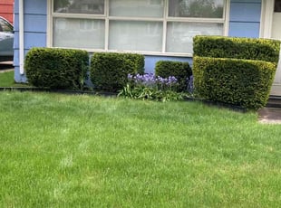 Bush Trimming by Duane Blackwood for Vincent C. in Tonawanda, NY