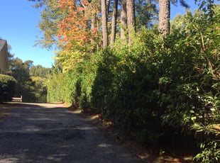 Bush Trimming by Tray Taylor for Suzanne K. in Raleigh, NC