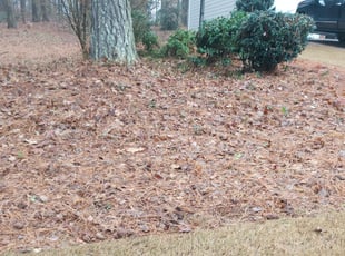 Bush Trimming by Heriberto Gonzalez for Lynn w. in Cumming, GA