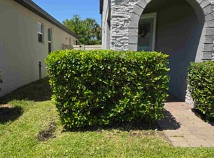 Bush Trimming by Aneudy Roldan for SARGE S. in Oviedo, FL