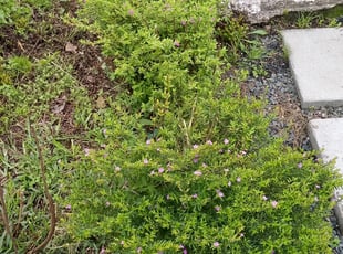 Landscaping by Dannon Jamison for Tiffany L. in Houston, TX