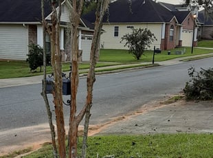 Bush Trimming by Alan Hollis for Minnie B. in Tallahassee, FL