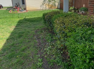 Risa P.'s Bush Trimming service result