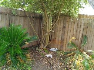 Bush Trimming by John Delacruz for Rodney K. in Corpus Christi, TX
