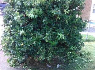 Bush Trimming by Larry Watson for james c. in Norfolk, VA