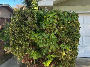 Bush Trimming by Christopher Lippens for Robert Q. in South Daytona, FL