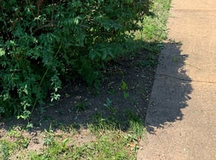 Bush Trimming by Taylor Dodson for Maria M. in Portsmouth, VA