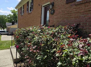 Bush Trimming by Artavius Clark for Jeron A. in Clinton, MD