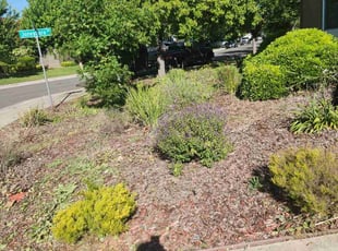 Cleanups by Juan Rodriguez for Ken T. in Sacramento, CA