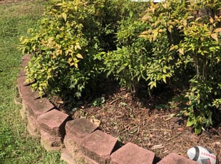 Weeding by Wayne Banton for Monique W. in Concord, NC