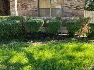 Bush Trimming by Stanmore Hinds for Alex P. in Schertz, TX