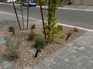 Bush Trimming by Lamont Johnson for Anika S. in Las Vegas, NV