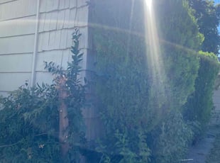 Bush Trimming by Marcelino Heredia for Angie B. in Sacramento, CA