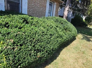 Bush Trimming by Edwin Villagran for Verne H. in Germantown, MD