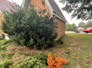 Bush Trimming by Ted Ostavitz for Holly A. in Covington, KY