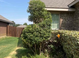 Bush Trimming by Manuel Gonzalez for Cammy W. in Mansfield, TX