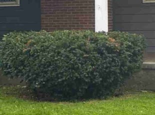 Olliestene L.'s Bush Trimming service result