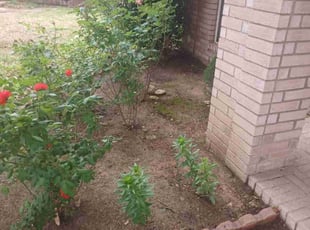 Leaf Removal by Jose Rodriguez for Mohamed S. in Fort Worth, TX