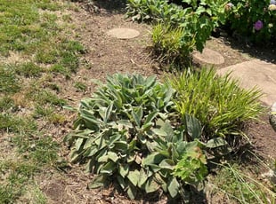 Weeding by DeShawn Piggee for Dennis S. in Newport News, VA