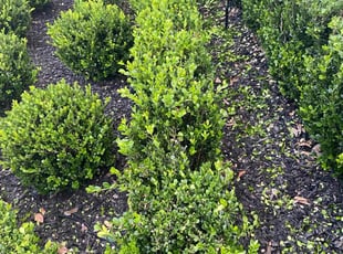 Bush Trimming by Nathan Simpkins for Sarah S. in River Ridge, LA