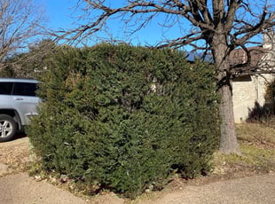 Bush Trimming by Fred Rodriguez for Eileen H. in Austin, TX