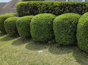 Bush Trimming by Russell Monroe for Charles W. in Birmingham, AL