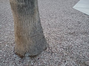 Bush Trimming by Lamont Johnson for Comfort O. in Henderson, NV