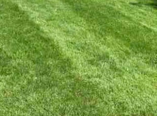 Lydia B.'s Lawn Mowing service result