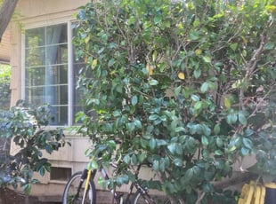 Bush Trimming by Jason Vizenor for Jeffrey J. in Sacramento, CA