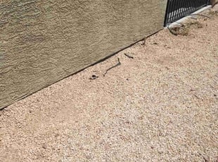 Weeding by Lamont Johnson for Alpert G. in Las Vegas, NV
