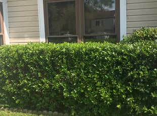 Bush Trimming by Marshall Nicholson for Amanda W. in Virginia Beach, VA
