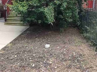 Weeding by Allan Roberts for Chrysanthi H. in Washington, DC