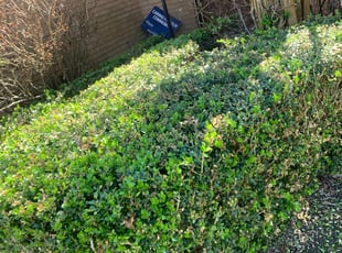Bush Trimming by Antonio Infante for Alan W. in Pearland, TX