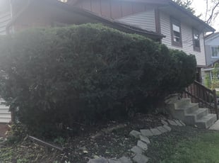Bush Trimming by Natalie Jones for Trina H. in South Holland, IL
