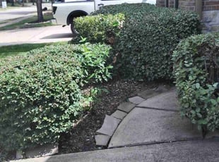 LaShauna T.'s Bush Trimming service result