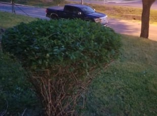 Bush Trimming by Ousama Abdu for Donna L. in New Carrollton, MD