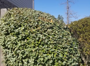 Bush Trimming by Raul Hernandez for Dennis W. in The Woodlands, TX