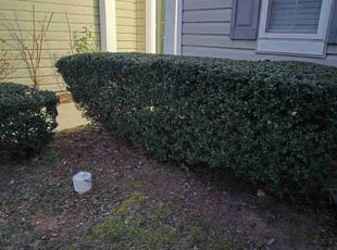 Bush Trimming by David Timmons for Ryan P. in Raleigh, NC