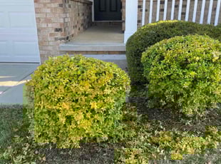Bush Trimming by James Nash for Tiana T. in Mooresville, NC
