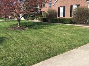 Geneveve B.'s Lawn Mowing service result