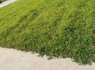 Bush Trimming by sanchez bernardo for Venessa B. in San Jose, CA