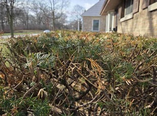 Bush Trimming by Ronnie Anderson for Ellen M. in Milwaukee, WI