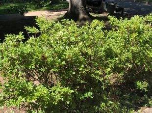 Bush Trimming by Hevert Pacheco for Nate B. in Reston, VA