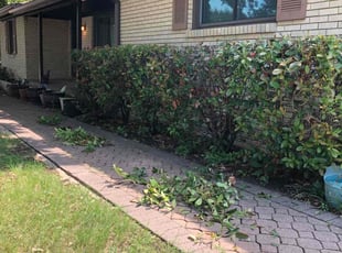 Bush Trimming by Anthony Porter for Amy Y. in Fort Worth, TX